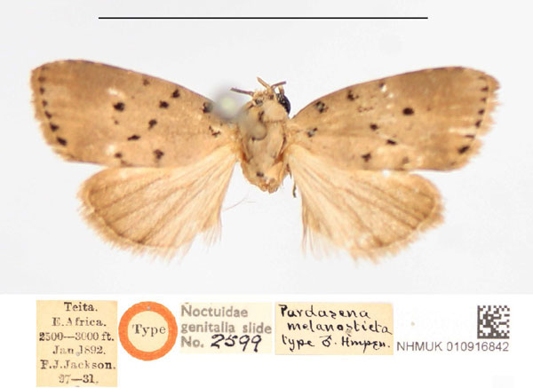 /filer/webapps/moths/media/images/M/melanosticta_Pardasena_HT_NHMUK.jpg