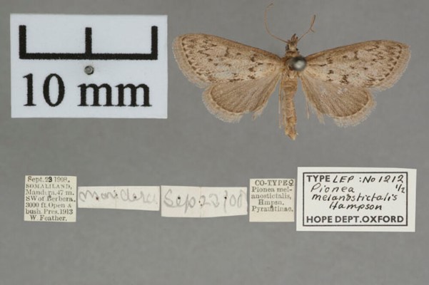 /filer/webapps/moths/media/images/M/melanostictalis_Achyra_LT_OUMNHa_01.jpg