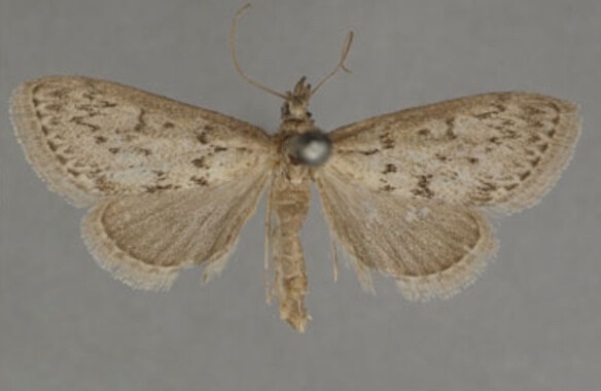 /filer/webapps/moths/media/images/M/melanostictalis_Achyra_LT_OUMNHa_02.jpg