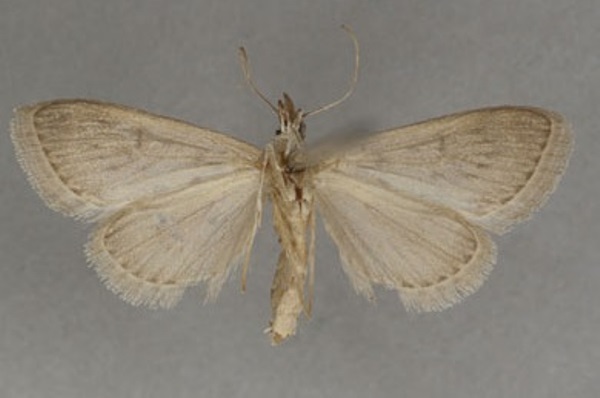 /filer/webapps/moths/media/images/M/melanostictalis_Achyra_LT_OUMNHb_01.jpg