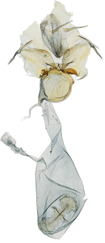 /filer/webapps/moths/media/images/M/melanostictalis_Pionea_GFLT_BMNH.jpg