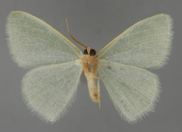 /filer/webapps/moths/media/images/M/melanostigma_Prasinocyma_HT_ZSM_02.jpg