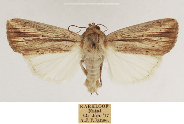 /filer/webapps/moths/media/images/M/melanostrota_Leucania_AF_TMSA_01.jpg