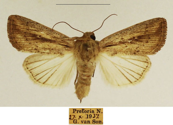 /filer/webapps/moths/media/images/M/melanostrota_Leucania_AF_TMSA_02.jpg