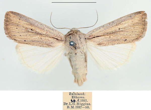 /filer/webapps/moths/media/images/M/melanostrota_Leucania_AM_BMNH_02.jpg