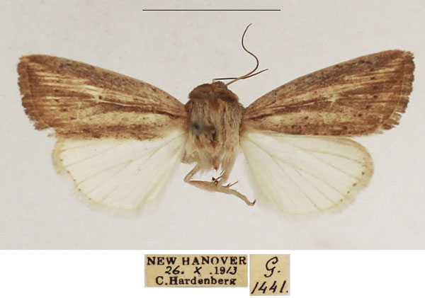 /filer/webapps/moths/media/images/M/melanostrota_Leucania_AM_TMSA_01.jpg