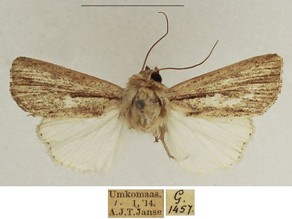 /filer/webapps/moths/media/images/M/melanostrota_Leucania_AM_TMSA_02.jpg