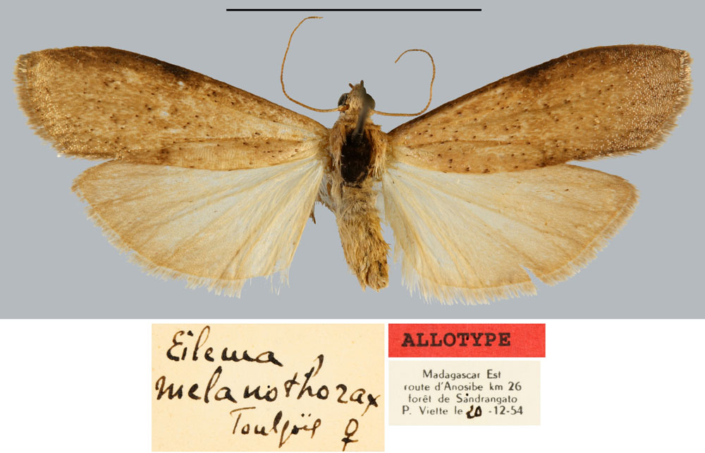 /filer/webapps/moths/media/images/M/melanothorax_Eilema_AT_MNHN.jpg