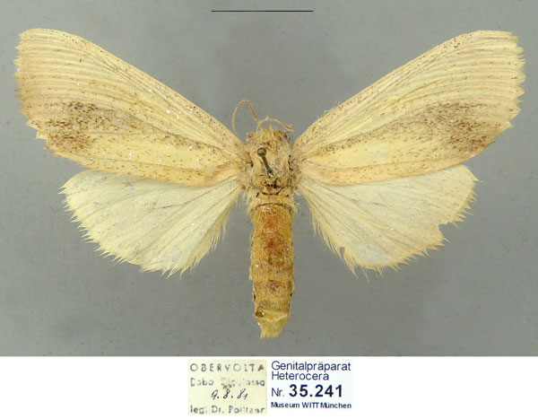 /filer/webapps/moths/media/images/M/melanotornata_Antheua_PTF_Schintlmeister.jpg