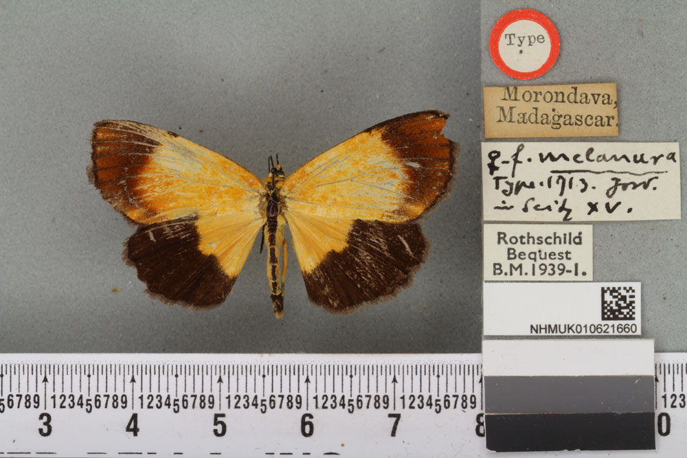 /filer/webapps/moths/media/images/M/melanura_Arctiopais_HT_BMNHa.jpg