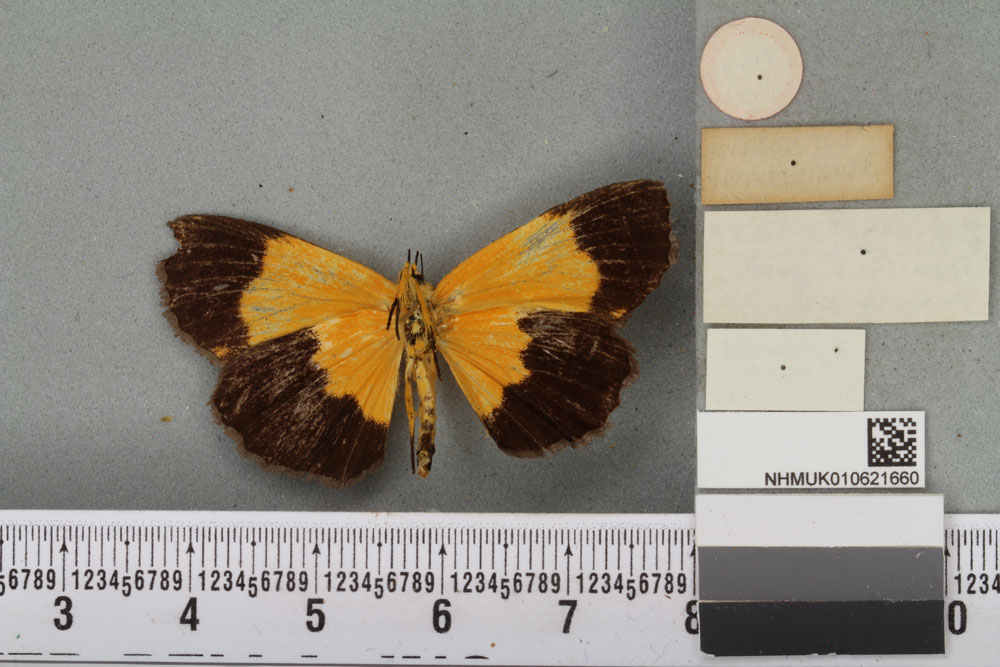 /filer/webapps/moths/media/images/M/melanura_Arctiopais_HT_BMNHb.jpg