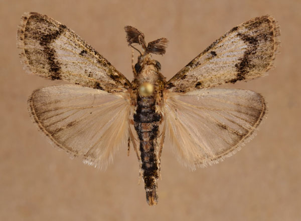 /filer/webapps/moths/media/images/M/melapastalis_Salma_A_Butler_01.jpg