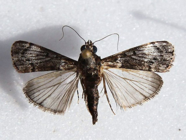 /filer/webapps/moths/media/images/M/melapastalis_Salma_A_Goff.jpg