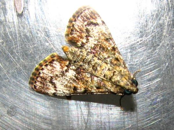/filer/webapps/moths/media/images/M/melapastalis_Salma_A_Goff_02.jpg