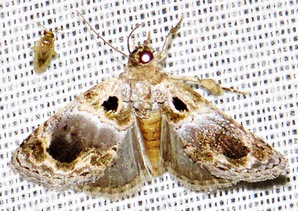 /filer/webapps/moths/media/images/M/melaphora_Protarache_A_Braun_04.jpg