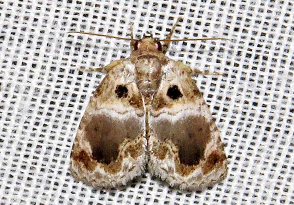/filer/webapps/moths/media/images/M/melaphora_Protarache_A_Braun_05.jpg