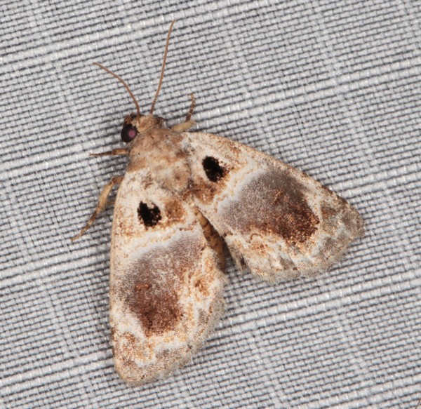 /filer/webapps/moths/media/images/M/melaphora_Protarache_A_Heyns_01.jpg