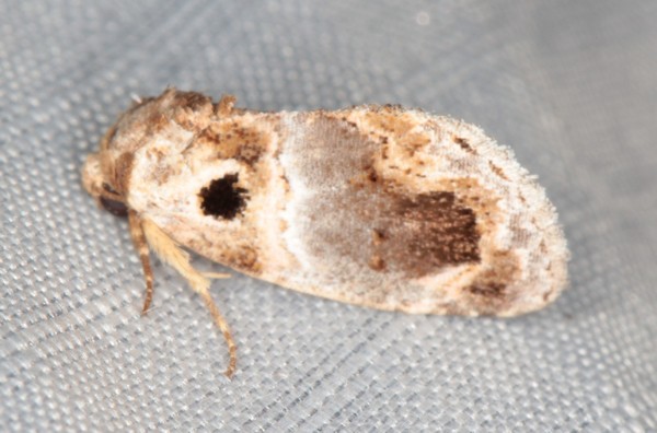 /filer/webapps/moths/media/images/M/melaphora_Protarache_A_Heyns_02.jpg