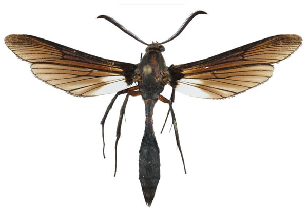 /filer/webapps/moths/media/images/M/melas_Pseudodelta_HT_SMNSa.jpg