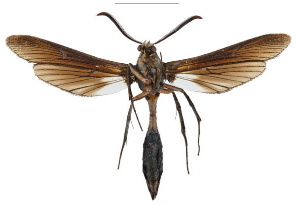 /filer/webapps/moths/media/images/M/melas_Pseudodelta_HT_SMNSb.jpg