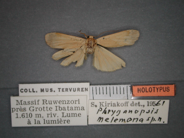 /filer/webapps/moths/media/images/M/melemona_Pusiola_HT_RMCA_01.jpg