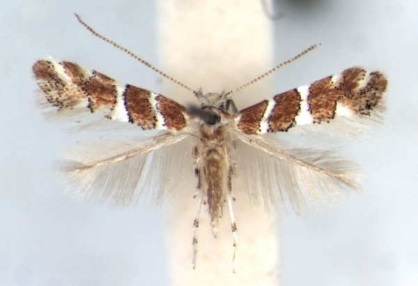 /filer/webapps/moths/media/images/M/melhaniae_Phyllonorycter_AF_RMCA.jpg