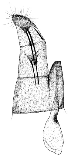 /filer/webapps/moths/media/images/M/melhaniae_Phyllonorycter_GF_DePrins-Vari7496.jpg