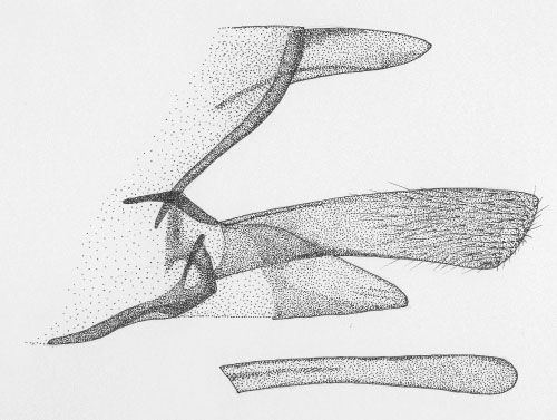 /filer/webapps/moths/media/images/M/melhaniae_Phyllonorycter_GM_Vari.jpg