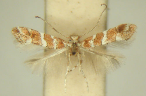 /filer/webapps/moths/media/images/M/melhaniae_Phyllonorycter_HT_TMSA6396.jpg