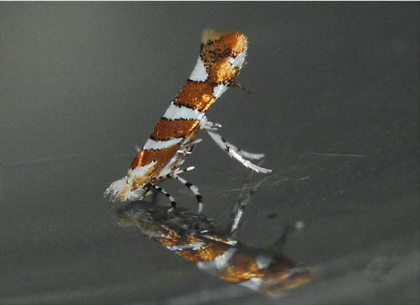 /filer/webapps/moths/media/images/M/melhaniella_Cameraria_A_Triberti-etal_2024_34.jpg