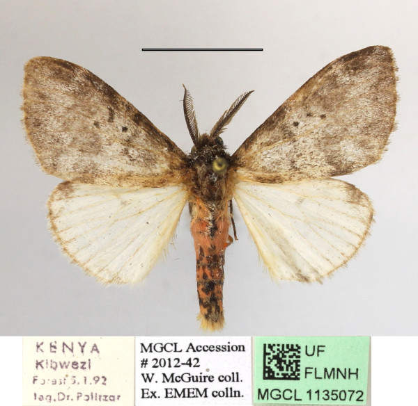 /filer/webapps/moths/media/images/M/melia_Palasea_AM_MGCLa_02.JPG