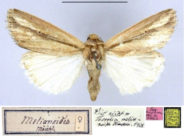 /filer/webapps/moths/media/images/M/melianoides_Leucania_HT_ZMHB.jpg