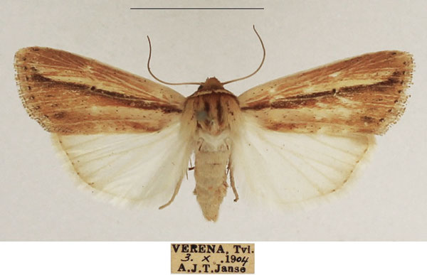/filer/webapps/moths/media/images/M/melianoides_Mythimna_AF_TMSA_01.jpg