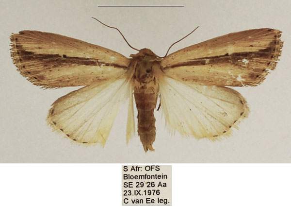 /filer/webapps/moths/media/images/M/melianoides_Mythimna_AF_TMSA_02.jpg