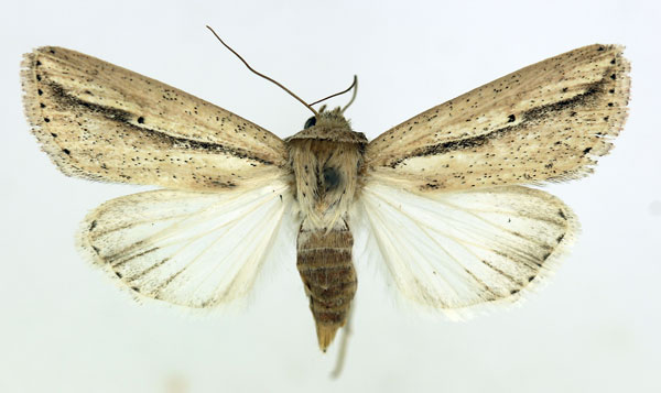 /filer/webapps/moths/media/images/M/melianoides_Mythimna_AM_ISEA.jpg