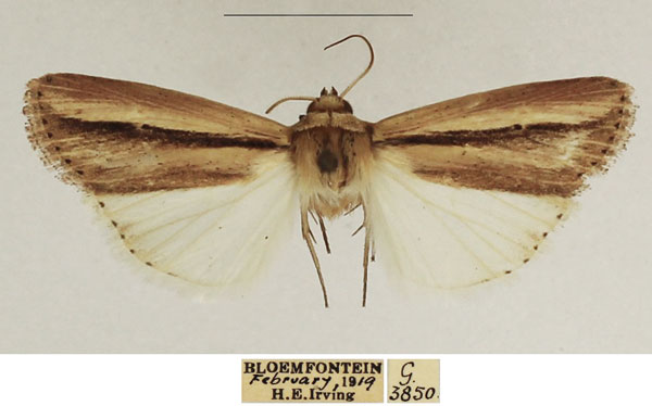 /filer/webapps/moths/media/images/M/melianoides_Mythimna_AM_TMSA_02.jpg