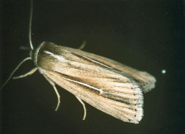 /filer/webapps/moths/media/images/M/melianoides_Mythimna_A_Roland_01.jpg