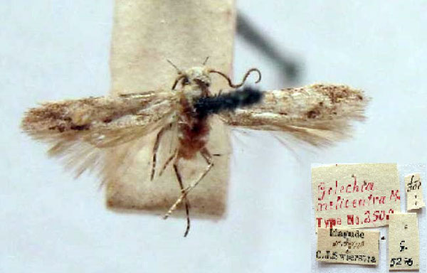 /filer/webapps/moths/media/images/M/melicentra_Neotelphusa_PT_TMSA.jpg
