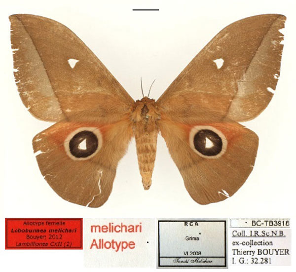 /filer/webapps/moths/media/images/M/melichari_Lobobunaea_AT_RBINS_01.jpg