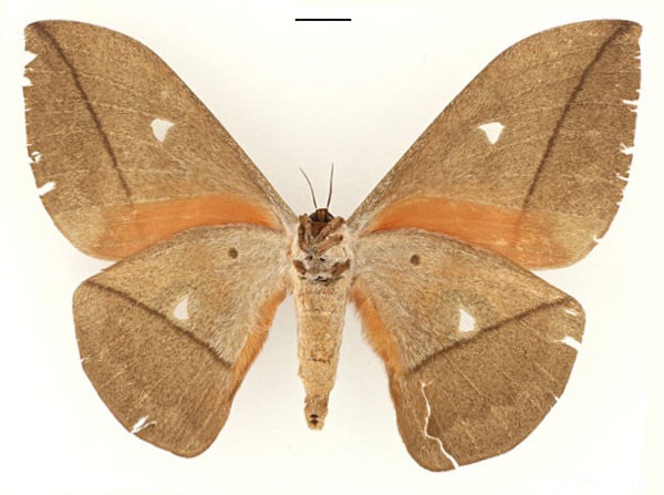 /filer/webapps/moths/media/images/M/melichari_Lobobunaea_AT_RBINS_02.jpg