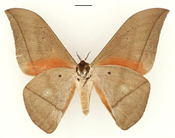 /filer/webapps/moths/media/images/M/melichari_Lobobunaea_HT_RBINS_02.jpg