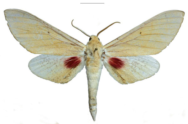 /filer/webapps/moths/media/images/M/melichari_Neoclanis_HT_EMEMa.jpg