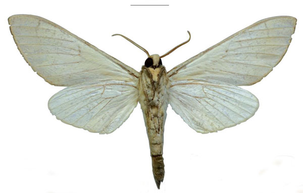 /filer/webapps/moths/media/images/M/melichari_Neoclanis_HT_EMEMb.jpg