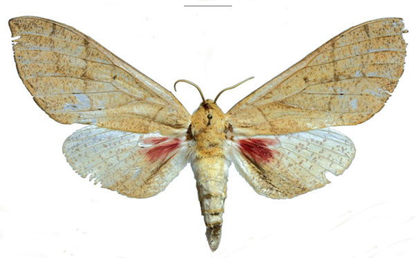 /filer/webapps/moths/media/images/M/melichari_Neoclanis_PTF_EMEMa.jpg