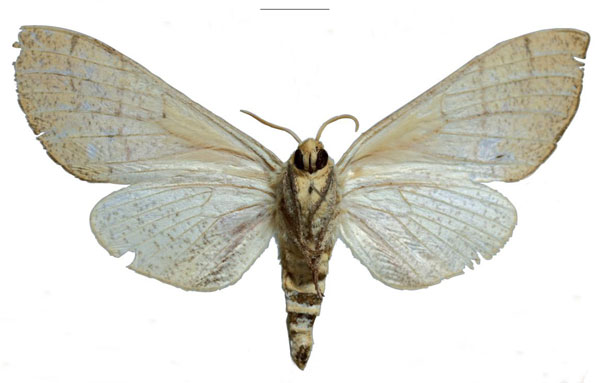 /filer/webapps/moths/media/images/M/melichari_Neoclanis_PTF_EMEMb.jpg