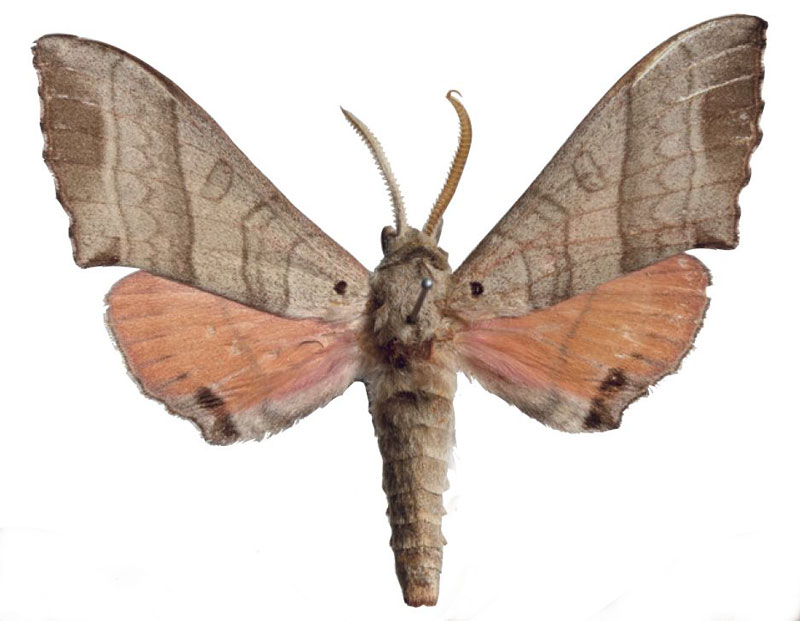 /filer/webapps/moths/media/images/M/melichari_Rufoclanis_HT_EMEMa.jpg