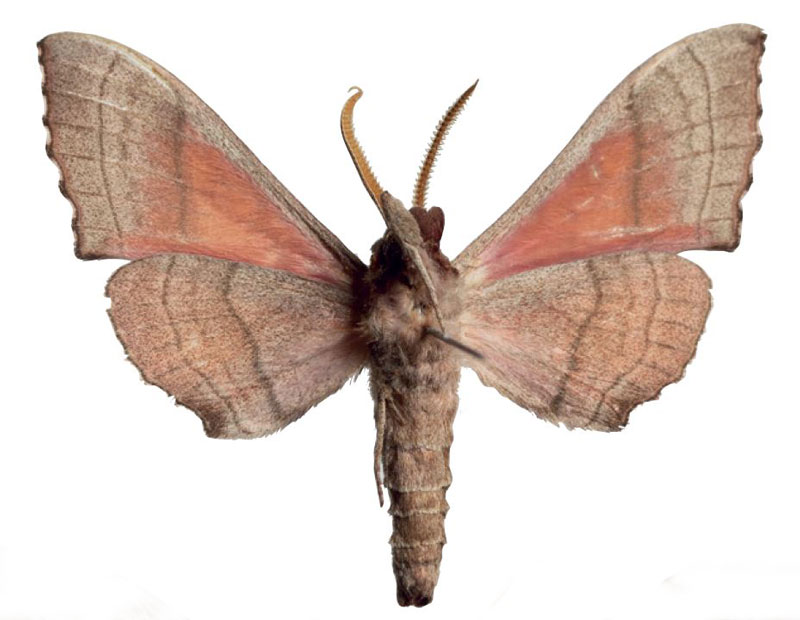 /filer/webapps/moths/media/images/M/melichari_Rufoclanis_HT_EMEMb.jpg