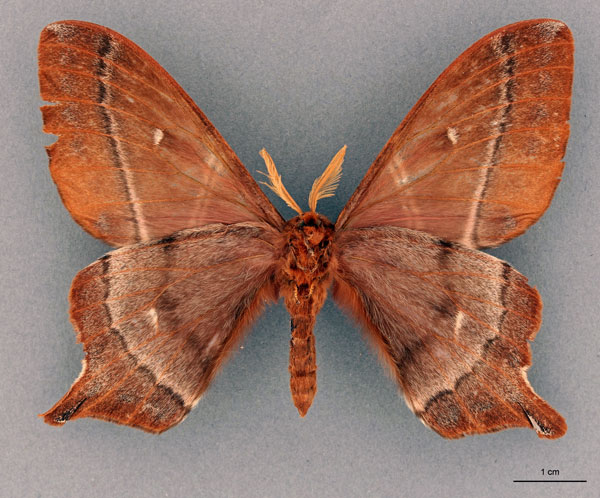 /filer/webapps/moths/media/images/M/melichari_Urota_HT_RBINSb.jpg