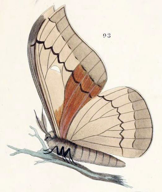 /filer/webapps/moths/media/images/M/melinde_Bunaea_HT_Maassen_93.jpg