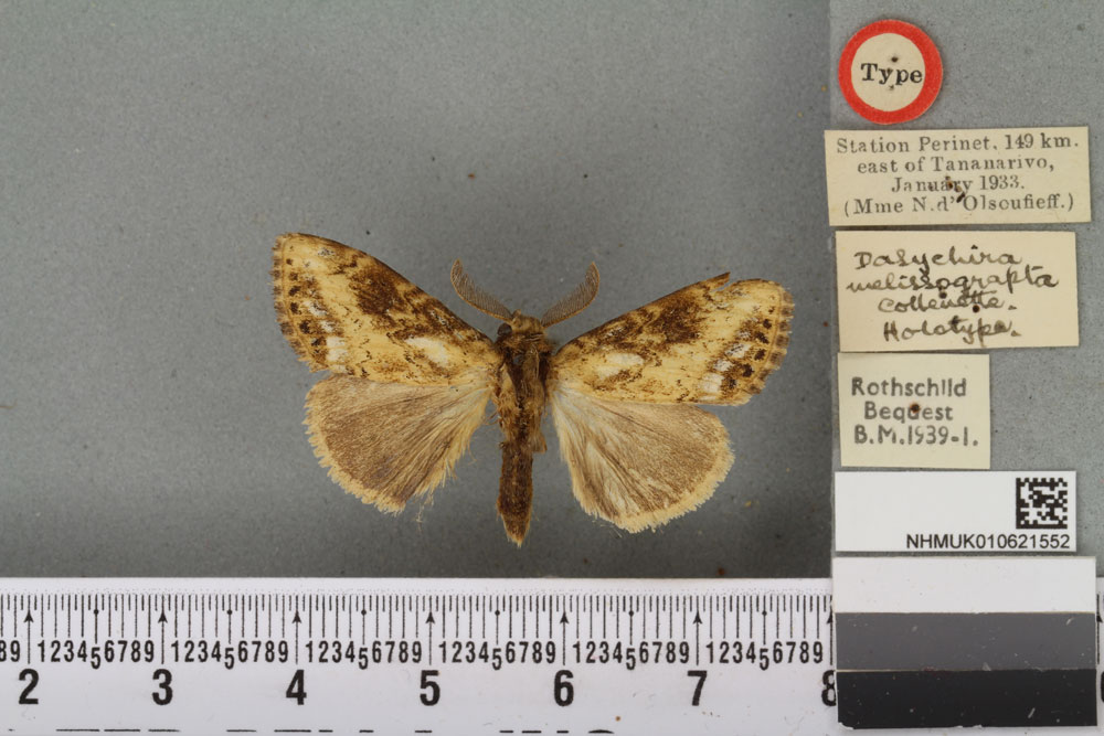 /filer/webapps/moths/media/images/M/melissograpta_Dasychira_HT_BMNHa.jpg